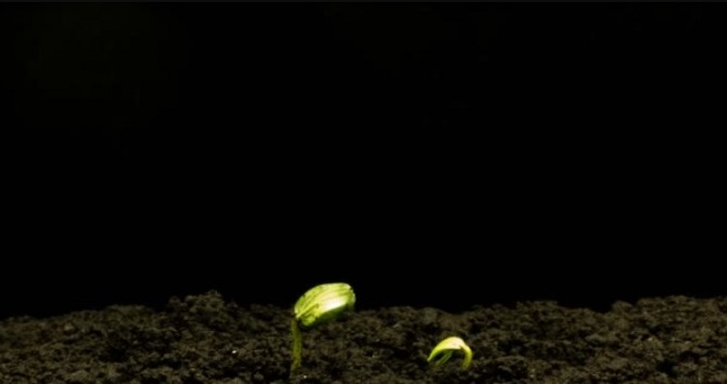 Scientists figured out how to grow plants in complete darkness 2