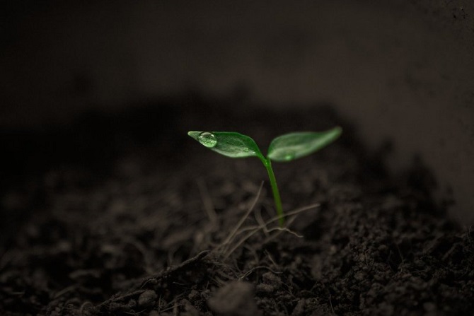 Scientists figured out how to grow plants in complete darkness 3
