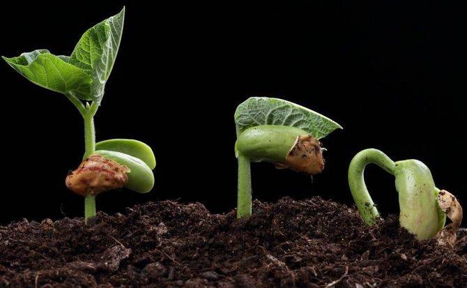 Ученые придумали, как выращивать растения в полной темноте 4