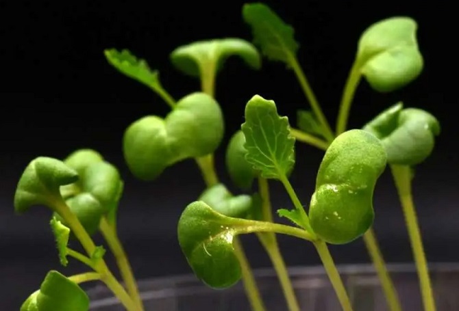 Ученые придумали, как выращивать растения в полной темноте 1