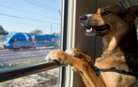 С собакой на поезде Сапсан