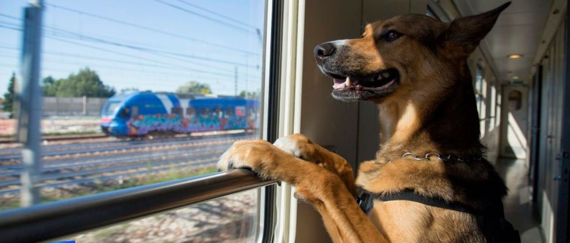С собакой на поезде Сапсан