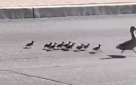 A police officer stopped traffic so that a mother duck and her babies could cross a busy freeway.