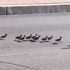 A police officer stopped traffic so that a mother duck and her babies could cross a busy freeway.