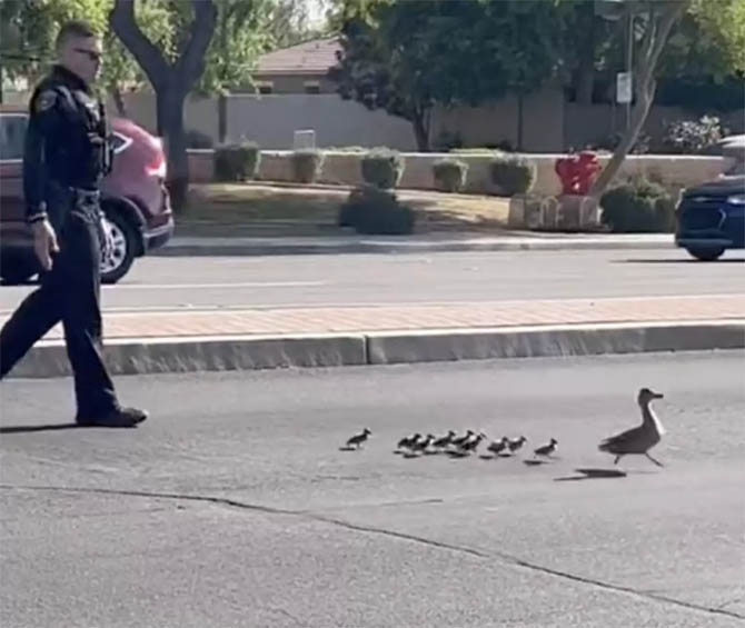 A police officer stopped traffic so that a mother duck and her babies could cross a busy freeway. 1