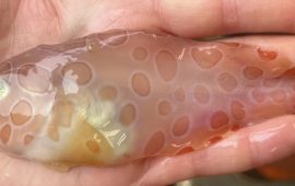 In the waters of Alaska found a rare transparent fish – spotted sea slug