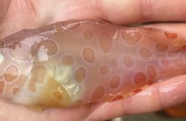 In the waters of Alaska found a rare transparent fish – spotted sea slug