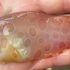У водах Аляски виявили рідкісну прозору рибу – плямистого морського слимака