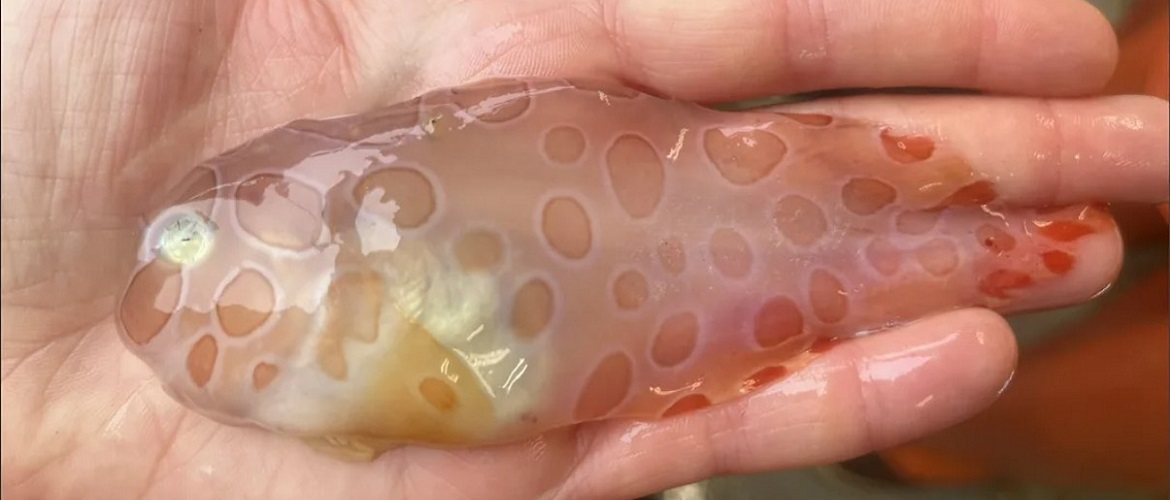 В водах Аляски обнаружили редкую прозрачную рыбу – пятнистого морского слизня