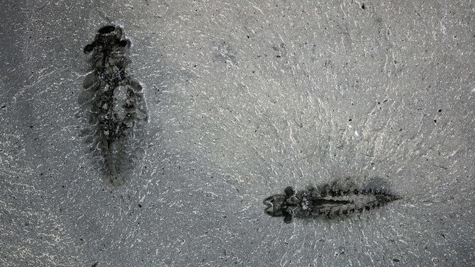 Kanadische Wissenschaftler haben eine Kreatur mit dem ältesten Gehirn und drei Augen entdeckt, die vor einer halben Milliarde Jahren lebte 2