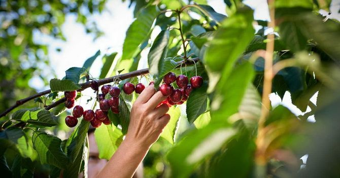 Useful properties of cherries for body health and weight loss 1