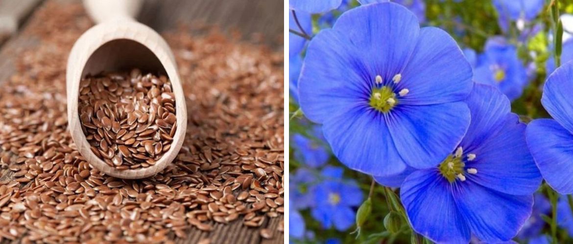 The benefits of flaxseed: why you should take this product
