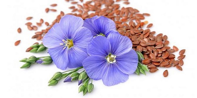 The benefits of flaxseed: why you should take this product 4