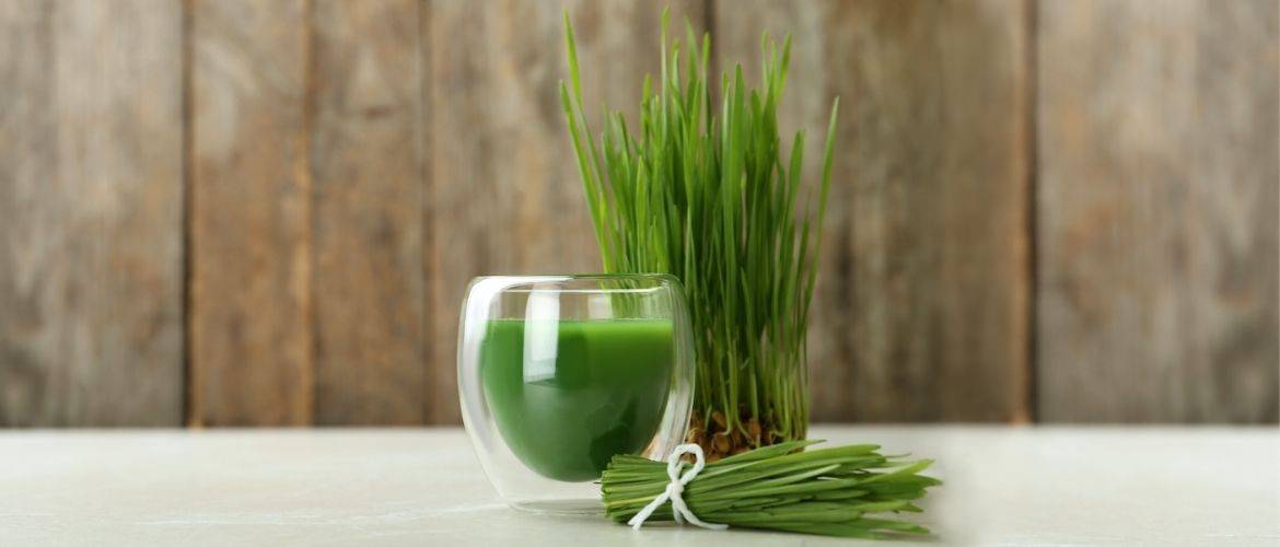 Wheatgrass – benefits for the body, how to take