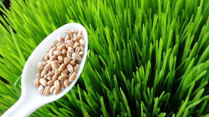 Паростки пшениці (вітграс) – користь для організму, як приймати 3