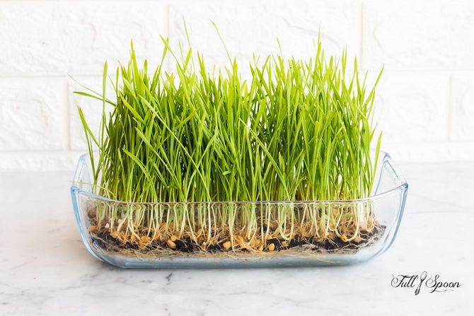 Wheatgrass – benefits for the body, how to take 4