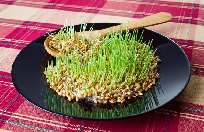 Ростки пшеницы (витграсс) — польза для организма, как принимать 2