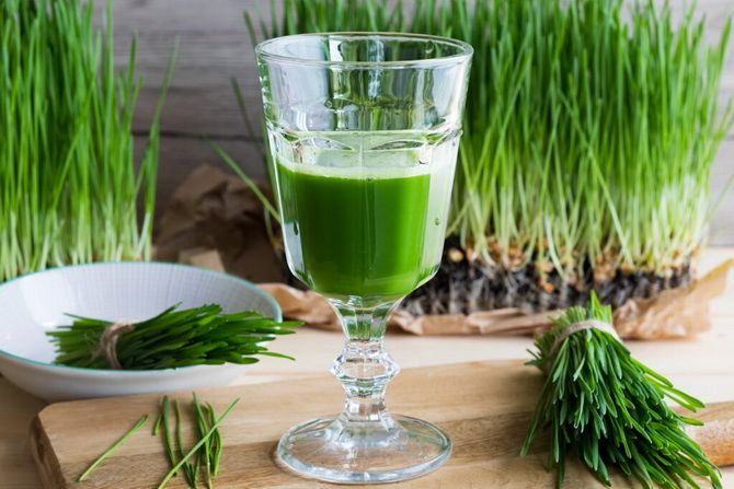 Wheatgrass – benefits for the body, how to take 1