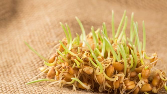 Паростки пшениці (вітграс) – користь для організму, як приймати 5