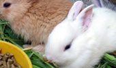 Особенности и характеристики комбикорма для кролей