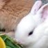 Особенности и характеристики комбикорма для кролей