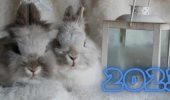 The year of which animal is 2023 according to the eastern calendar