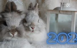 Год какого животного 2023 по восточному календарю