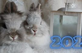 The year of which animal is 2023 according to the eastern calendar