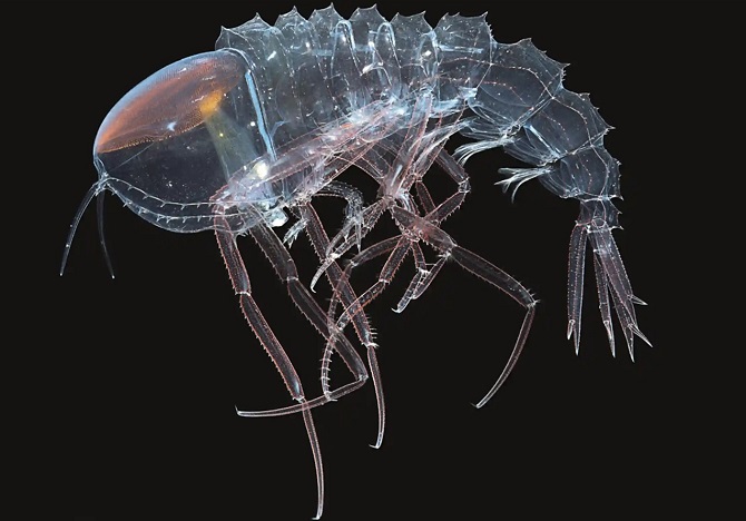 Unsichtbares Krebstier mit Augen statt Kopf, entdeckt in den Tiefen des Ozeans 1