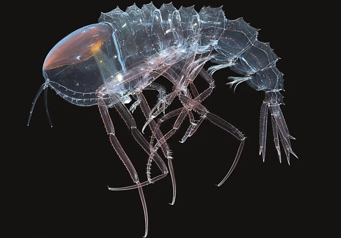 Invisible crustacean with eyes instead of a head discovered in the depths of the ocean 1