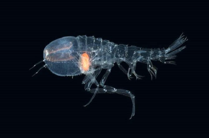 Invisible crustacean with eyes instead of a head discovered in the depths of the ocean 3