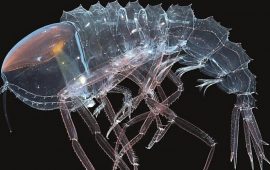 Invisible crustacean with eyes instead of a head discovered in the depths of the ocean