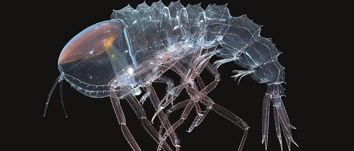 Unsichtbares Krebstier mit Augen statt Kopf, entdeckt in den Tiefen des Ozeans