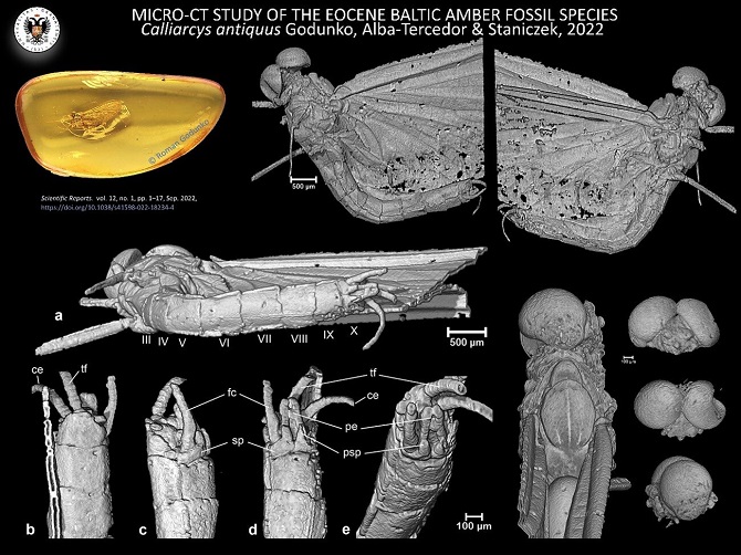 Scientists discover new insect species 1