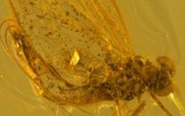 Scientists discover new insect species