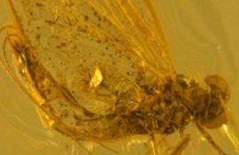 Scientists discover new insect species