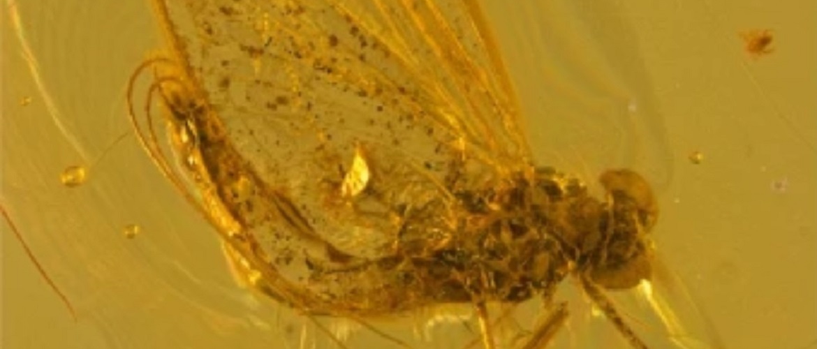 Wissenschaftler entdecken neue Insektenarten
