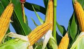 Посівна кукурудза: як вибрати та де купити?