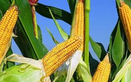 Посівна кукурудза: як вибрати та де купити?