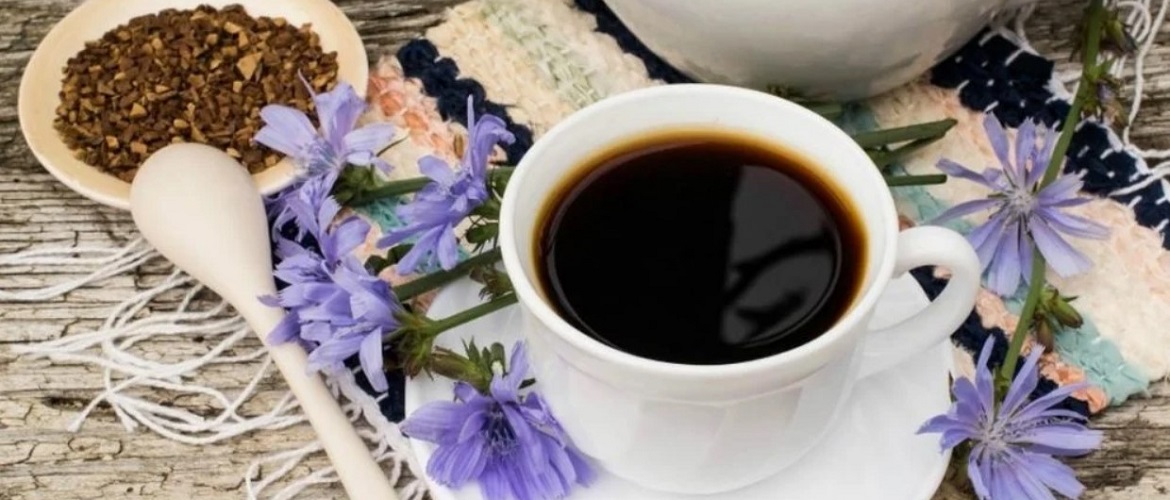 Цикорий – что в нем полезного и почему ним стоит заменить кофе?
