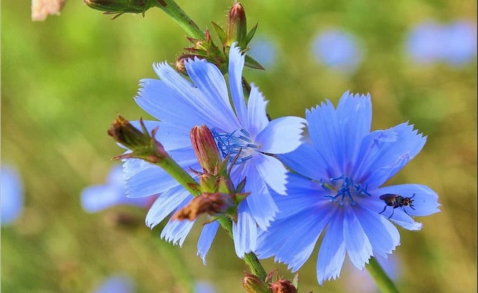 Chicory – what is useful in it and why should it replace coffee? 1