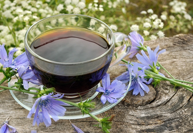 Chicory – what is useful in it and why should it replace coffee? 2