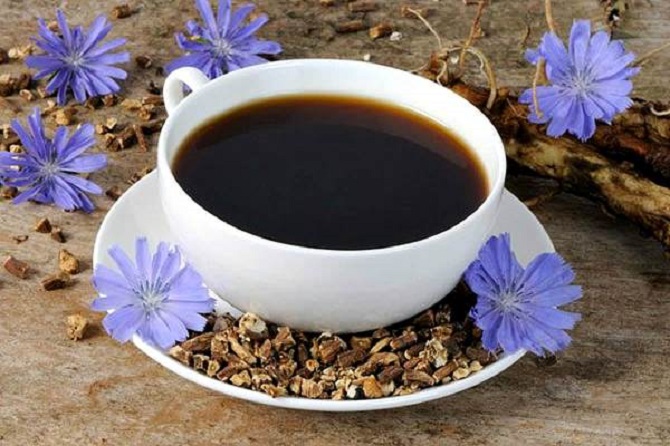 Chicory – what is useful in it and why should it replace coffee? 3