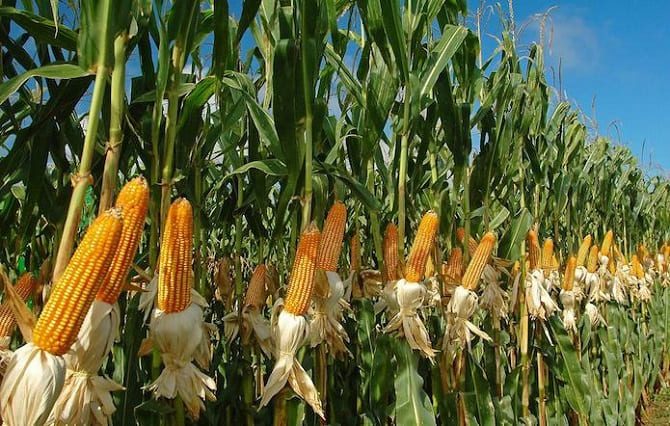 Посівна кукурудза: як вибрати та де купити? 1