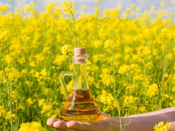 Rapeseed oil is the new trend for dry hair 1