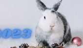 New Year’s pictures for 2023 Year of the Rabbit