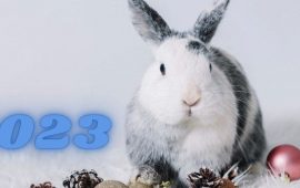 New Year’s pictures for 2023 Year of the Rabbit