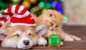Как украсить новогоднюю елку, если у вас дома живет кошка или собака