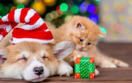 Как украсить новогоднюю елку, если у вас дома живет кошка или собака