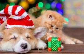 How to decorate a Christmas tree if you have a cat or dog at home